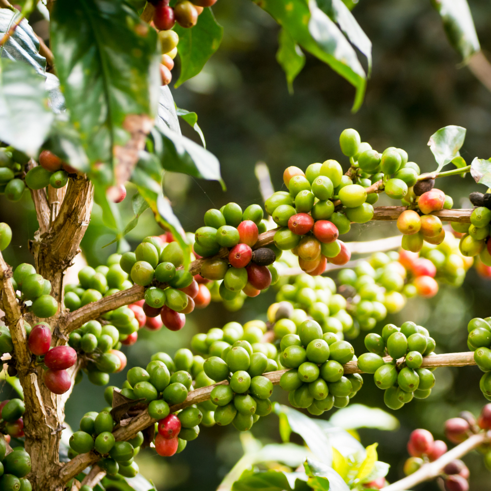 Coffee plants